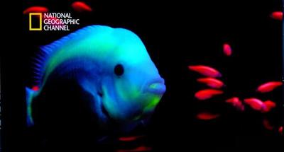 芝林吸睛觀賞魚 林育禾學長獨步全球（校友中心）圖片