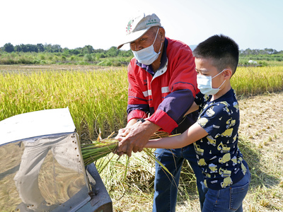 在地有機農帶領參與人員割稻、打穀