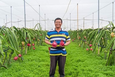 農友陳章信種植有機火龍果和無毒蜜棗檸檬