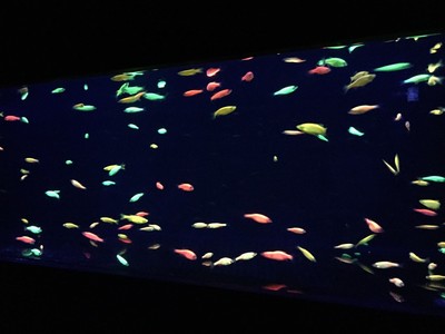 學生進入暗房觀賞在黑暗中發光的螢光魚圖片