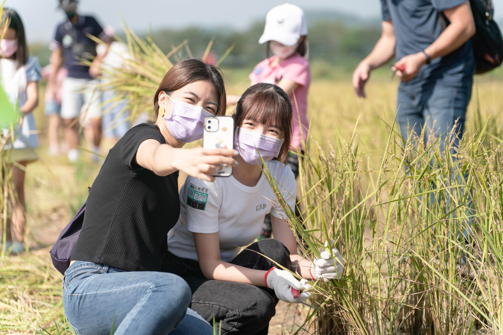 Laser Tek employees and NSYSU students and professors participate in the rice harvesting experience