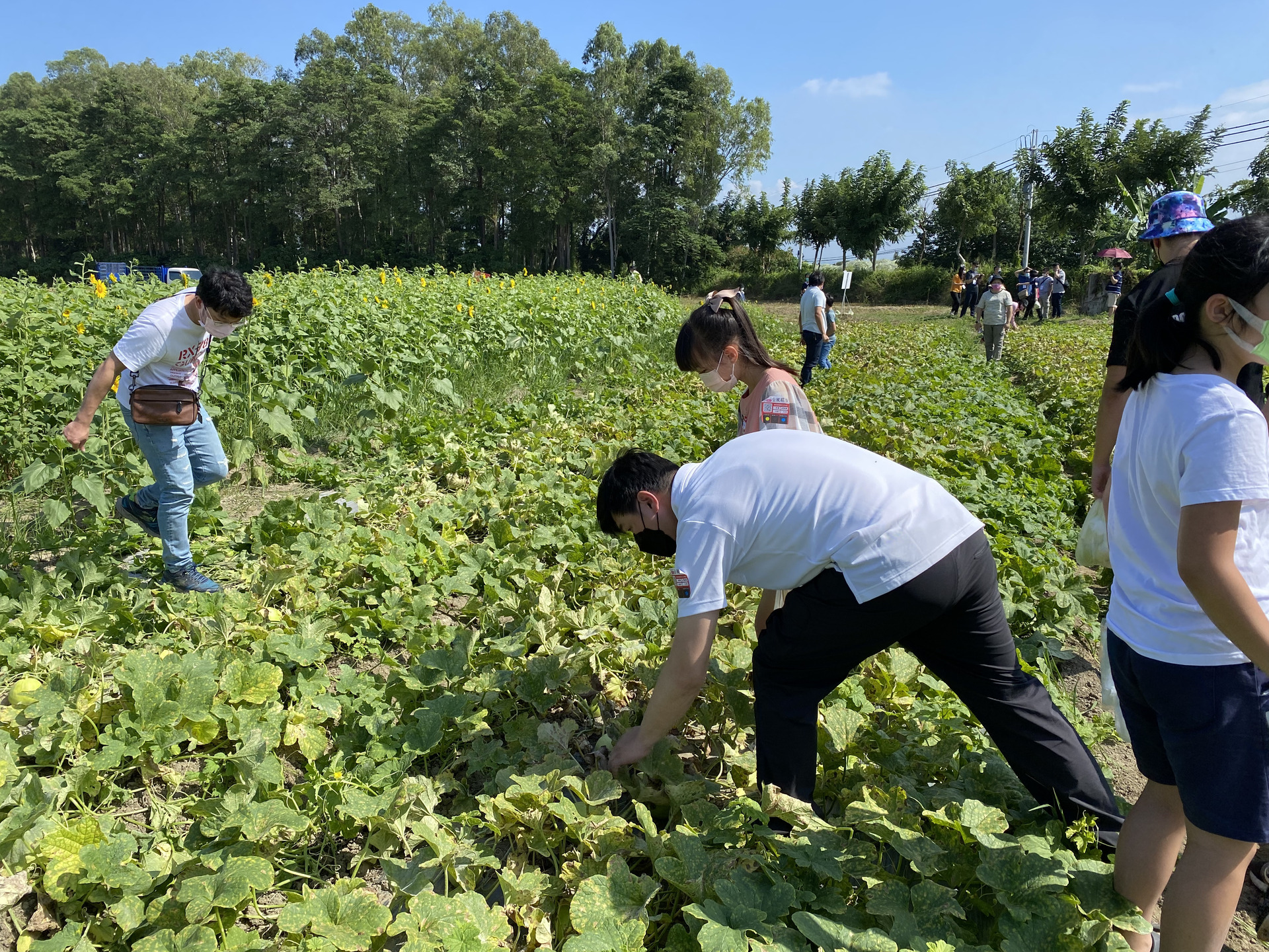 A local farmer leads the participants in harvesting melons