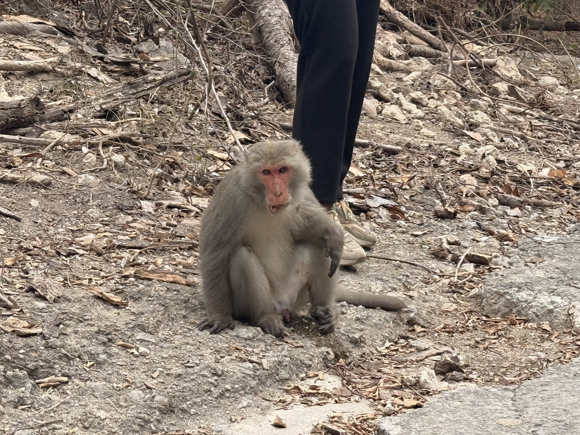[IBMBA & GHRM] Guided Monkey Ecology Tour: A Rainy Rendezvous with Formosan Macaques on ShousanImage