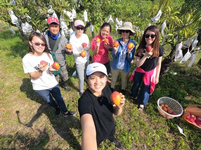中山大學團隊帶領正修科大碩士生至屏東枋寮草生栽培愛文芒果農家拍攝宣傳影片圖片