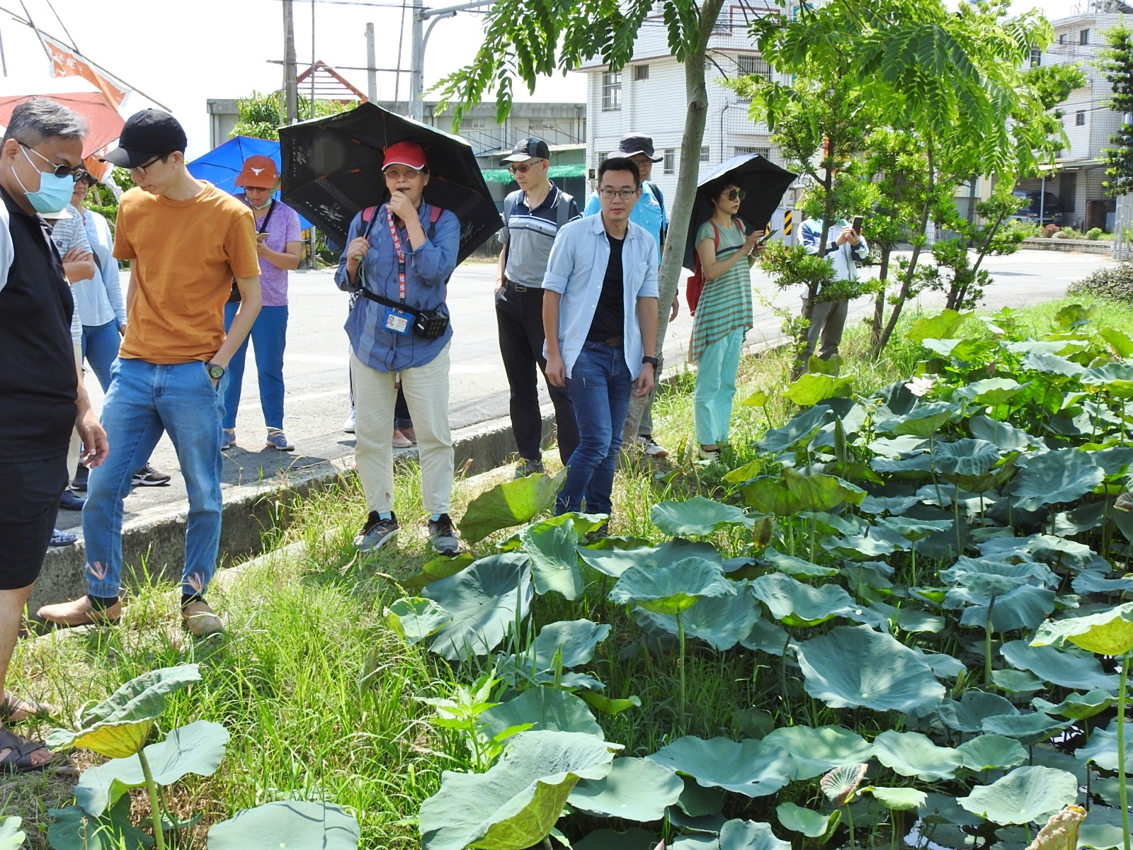 白河蓮花產業導覽圖片